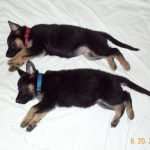 Ruby & Saphire ; Top-secret K-9 recruits in training...
....snoozing like lumps on a log!