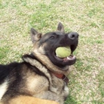 Alex - that bad boy chomped through about $100 worth of tennis balls that summer.