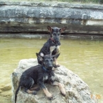 Ruby & Saphire - Sitt'n on a rock in the sun after a swim out at cow-creek