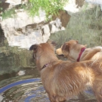 Pepper and Bindi @ our fave hiking spot