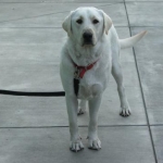 Koda