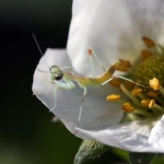 Only a few minutes old, a baby mantid stands in a strawberry blossom