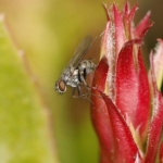 This is the fly used for "The Monster".  About 1/8" long.