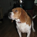 His Dads name was Theodore Able Bear 
His moms name was copper Kettle 111
His name is JD