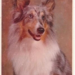 Ol' Shep