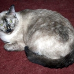 Satine