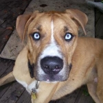 Nanook!  Just before his bath....beautiful eyes, huh?  He's a Boxer/Husky mix.  ...boy is he big!  2 years old and he's 109 lbs!