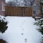 Footprints in the snow