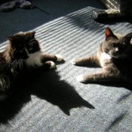 2007 096