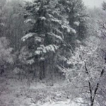My back yard