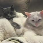 Gris & Dupa