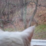Dupa & the deer