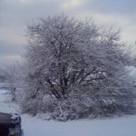 Winter 2010
