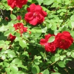 my roses