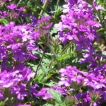 beautiful Verbena!