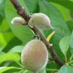 start of my peaches!