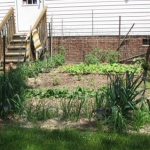 my vegetable garden