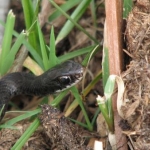 small black snake 010