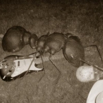 ants02