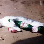 Cat smoke and drunk