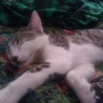 Beeker Snoozing it up