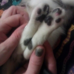 beeker's heart spot on his feet