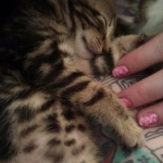 Beeker's brother we rescued, we went to a friends home after he was eating on his own.