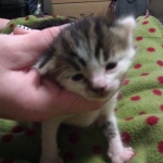 Beeker when he was a little baby