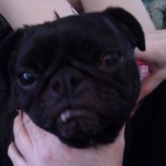 Tank, our black Pug.