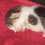 Beeker as a baby on his red blanky... i was scared to even touch him when he was this small.