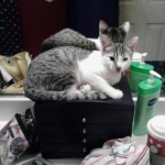 He loves to chill in the bathroom