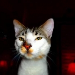 Beeker's got some cheeto powder on his nose.  He love his cheetos