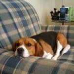 My dog Fred