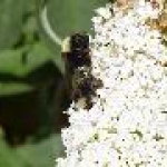 th bees777resized