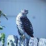 th resized hawkresized