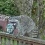 th raccoonresized