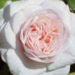 th ClaireRose