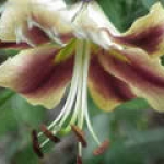 th lily