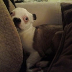 frankiealien