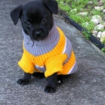 Kuma in his ugly Christmas sweater...we had to get something that was easy to spot at night when we took him out to potty.