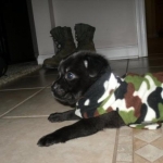 Kuma in Camo, just like his daddy.