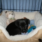 Kuma when he was just a lil' guy.