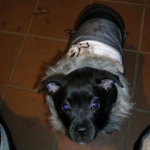Kuma in his winter coat