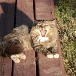 Rawr