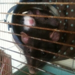 Three-quarters of the ratty girls