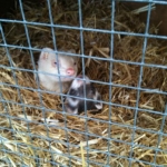 The ferrety boys