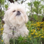 ZsaZsa