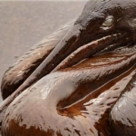 oiled brown pelican