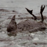 sea bird upside down