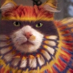unhappy cat